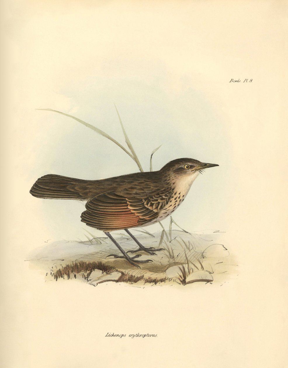 Ornitologia: Il "Hymenops perspicillata" della famiglia degli uccelli descritto da Charles Darwin durante il suo viaggio di esplorazione a bordo del Beagle. Tavola da "The Zoology of the voyage of H.M.S. Beagle under the command of Captain Fitzroy during t da Unbekannter Künstler