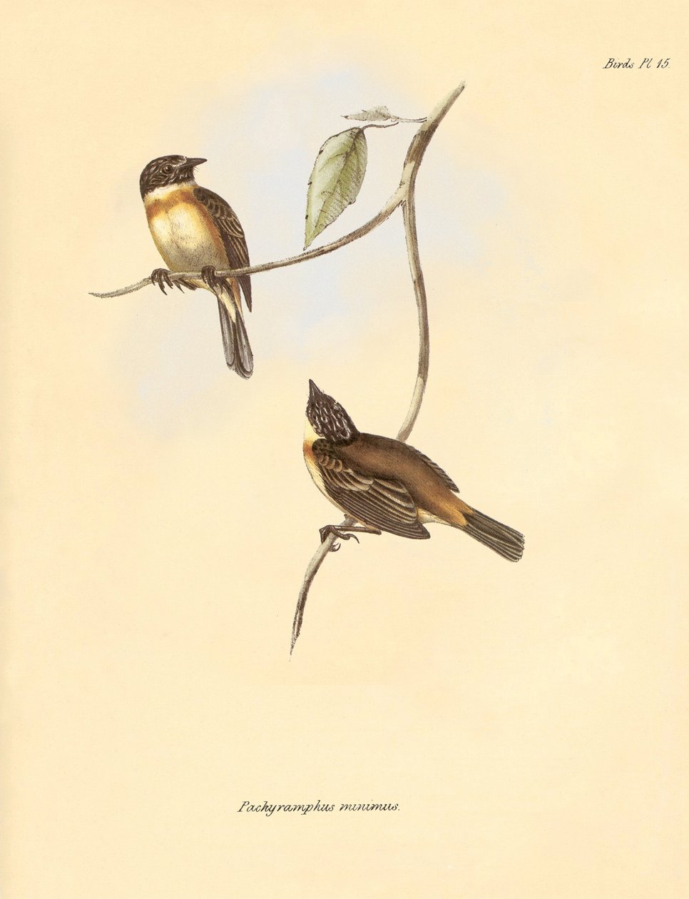 Ornitologia: Il "Pachyramphus minimus" della famiglia dei faggi descritto da Charles Darwin durante il suo viaggio di esplorazione a bordo del Beagle. Tavola da "The Zoology of the voyage of H.M.S. Beagle under the command of Captain Fitzroy during the yea da Unbekannter Künstler