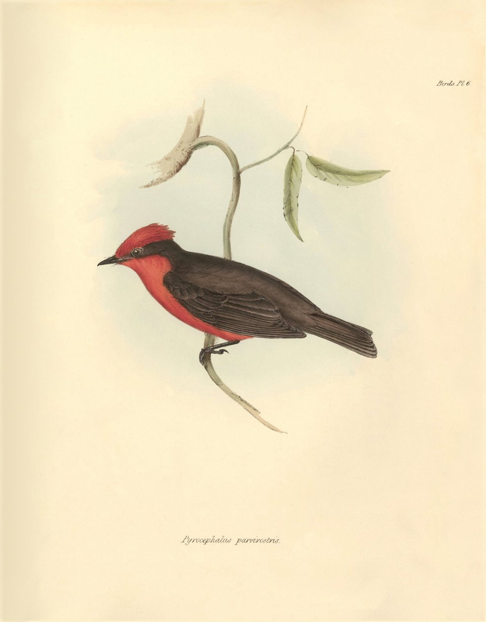 Ornitologia: Il "Pyrocephalus parvirostris" della famiglia degli uccelli descritto da Charles Darwin durante il suo viaggio di esplorazione a bordo del Beagle. Tavola da "The Zoology of the voyage of H.M.S. Beagle under the command of Captain Fitzroy durin da Unbekannter Künstler