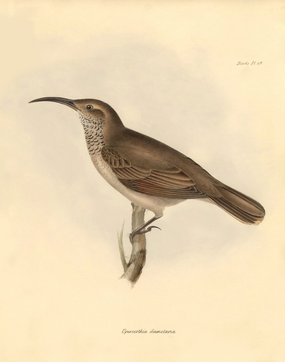 Ornitologia: Upercerthia dumetaria descritta da Charles Darwin durante il suo viaggio di esplorazione a bordo del Beagle. Tavola da La zoologia del viaggio dell