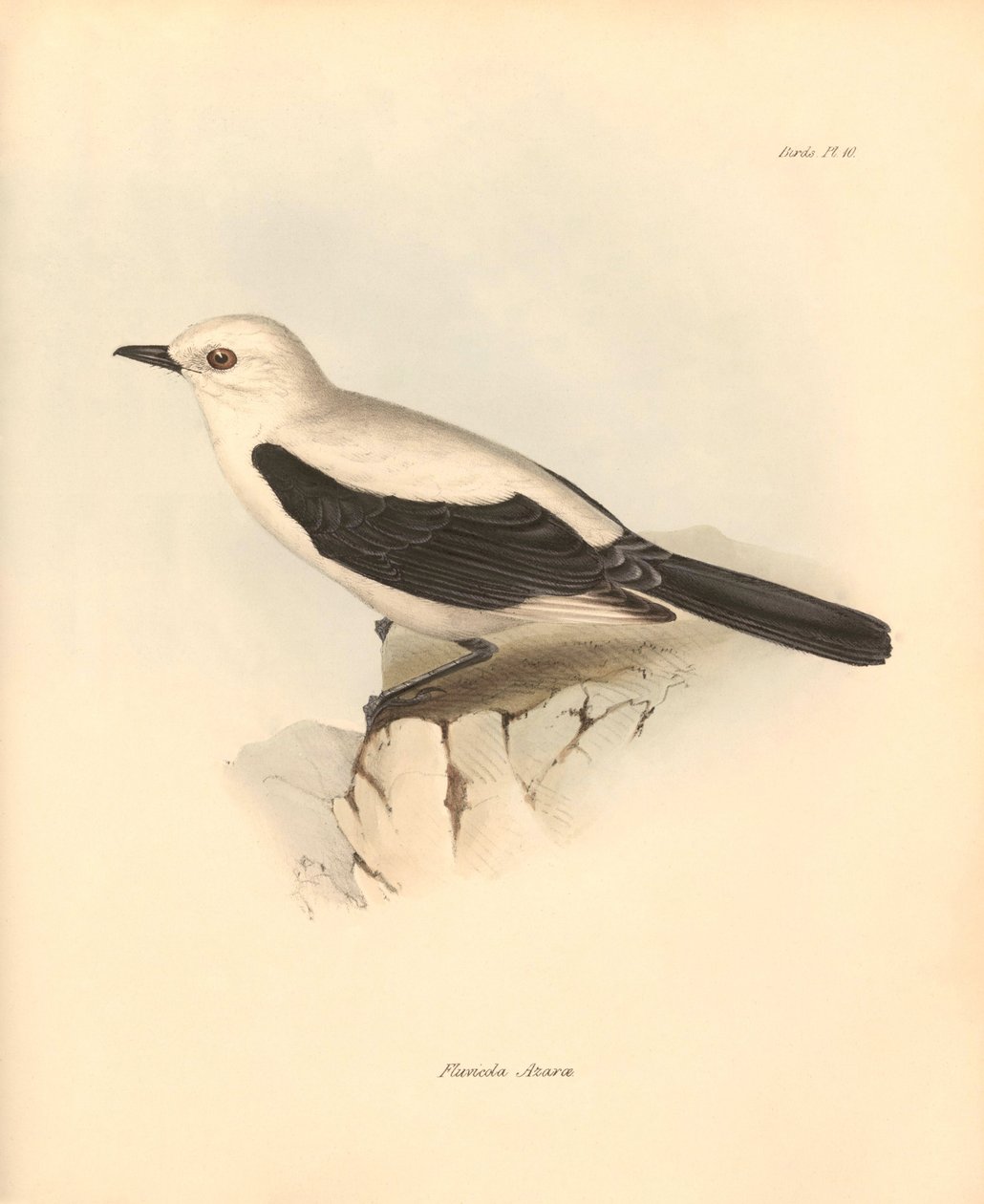 Ornitologia: La fluvicola azarea o pigliamosche descritta da Charles Darwin durante il suo viaggio di esplorazione a bordo del Beagle. Tavola da The Zoology of the voyage of H.M.S. Beagle sotto il comando del Capitano Fitzroy durante gli anni 1832-1836 da Unbekannter Künstler