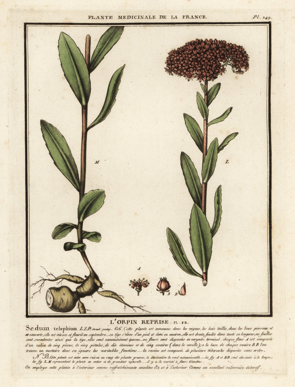 Borracina maggiore, Sedum telephium da Unbekannter Künstler