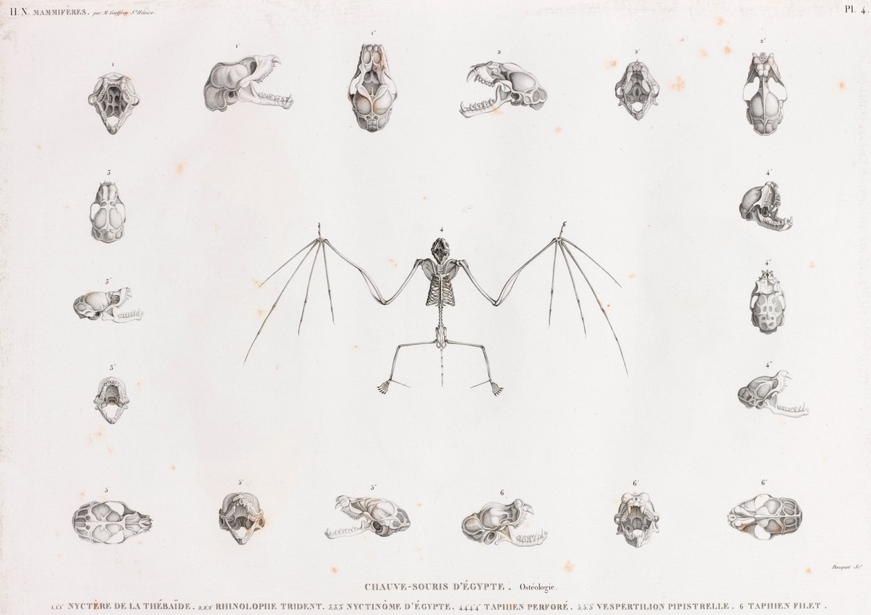 Osteologia dei pipistrelli in Egitto da Unbekannt