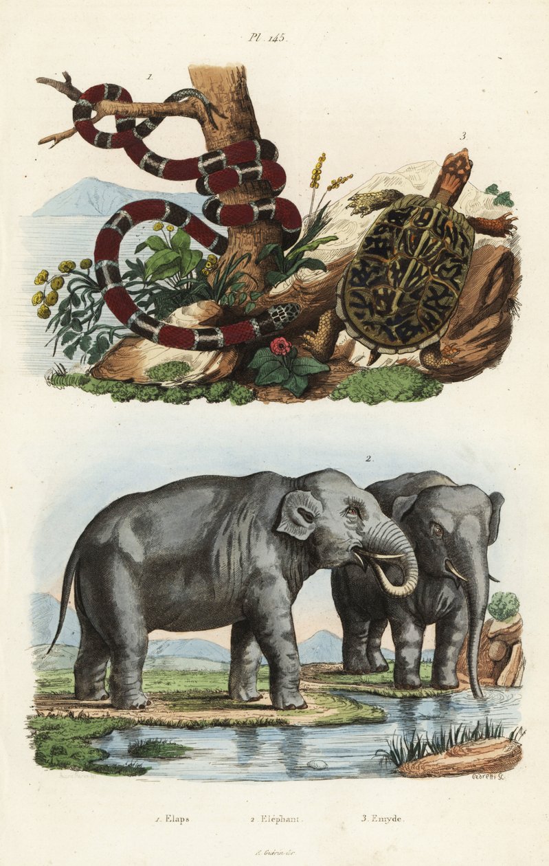 Serpente corallo dipinto, Micrurus corallinus, elefante indiano, Elephas maximus indicus, e tartaruga scatola comune, Terrapene carolina da Unbekannt