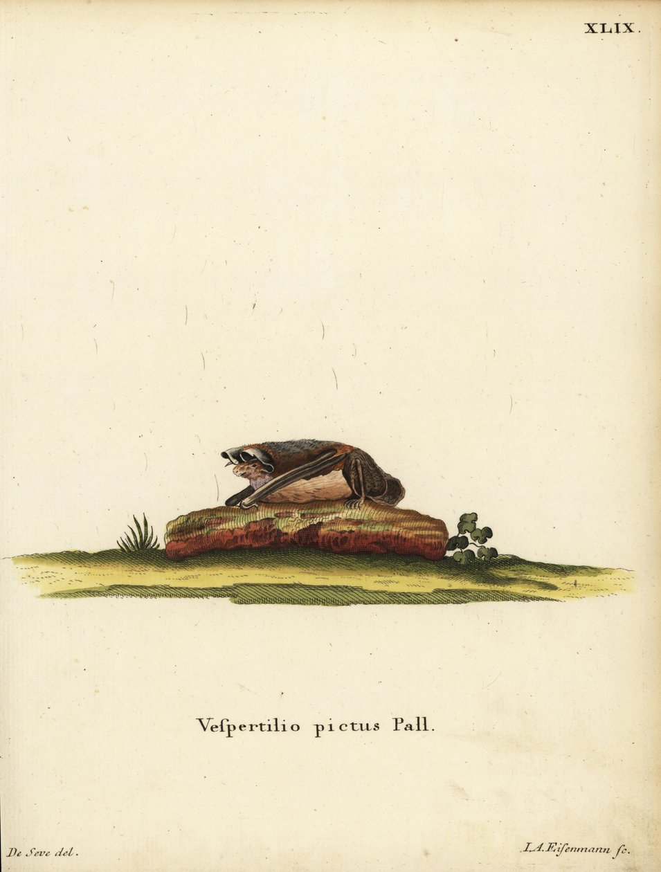 Pipistrello lanoso dipinto, Kerivoula picta. Vespertilio pictus Linn. Incisione a mano colorata su rame di Jakob Andreas Eisenmann dopo un