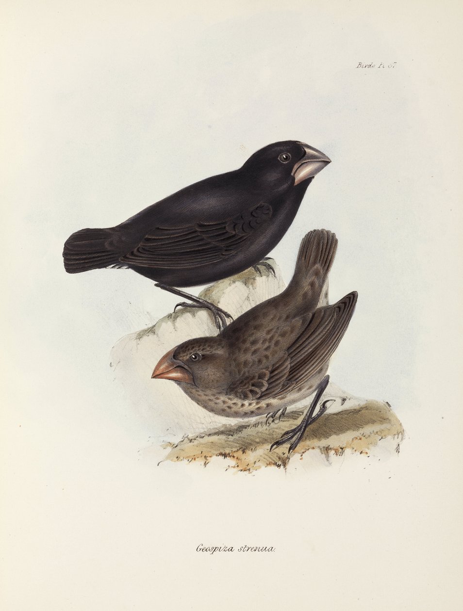 Coppia di fringuelli, Isole Galapagos, c 1832-1836 da Unbekannt