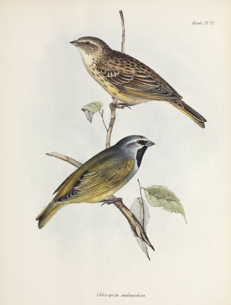 Coppia di passeri o fringuelli, c 1832-1836 da Unbekannt
