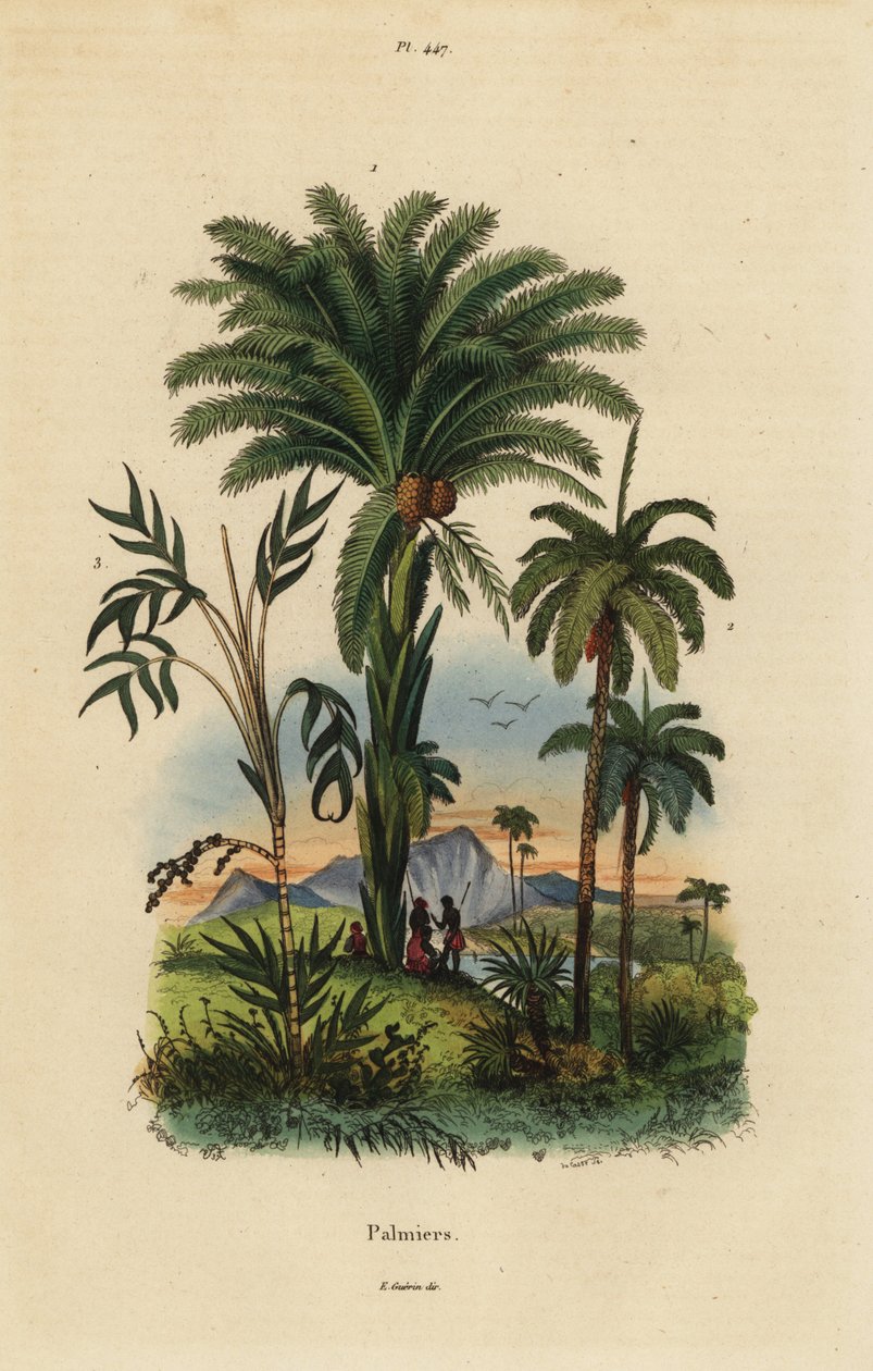 Palme: palma da dattero, Phoenix dactylifera 1, specie Attalea 2, e specie Geonoma 3 da Unbekannt