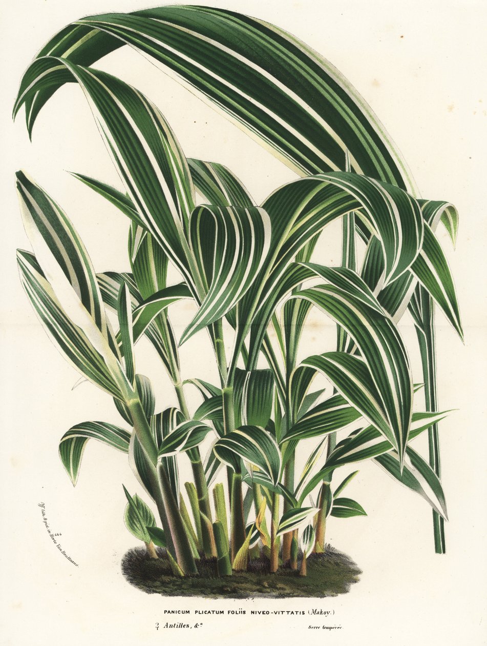 Erba palma, Setaria palmifolia (Panicum plicatum foliis level-vittatis). Litografia colorata a mano da Flowers of the Gardens and Hothouses of Europe di Louis van Houtte e Charles Lemaire, Flore des Serres et des Jardins de l
