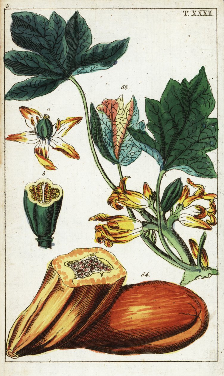 Frutto di papaya, sezione, fiori e foglie, Carica papaya da Unbekannter Künstler