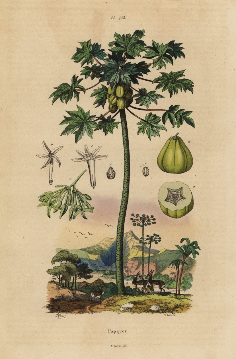 Albero di papaya o pawpaw con frutto e sezione trasversale del frutto da Unbekannt