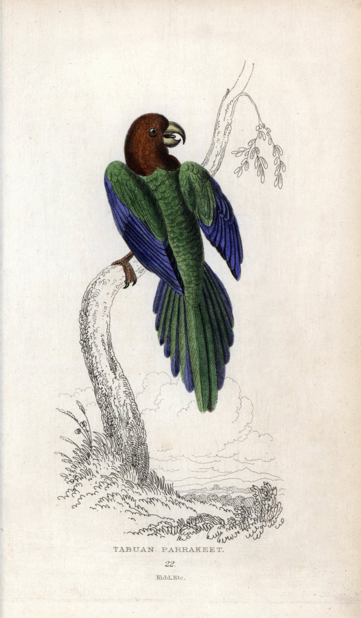 Parrocchetto pompadour, Prosopeia tabuensis da Unbekannter Künstler