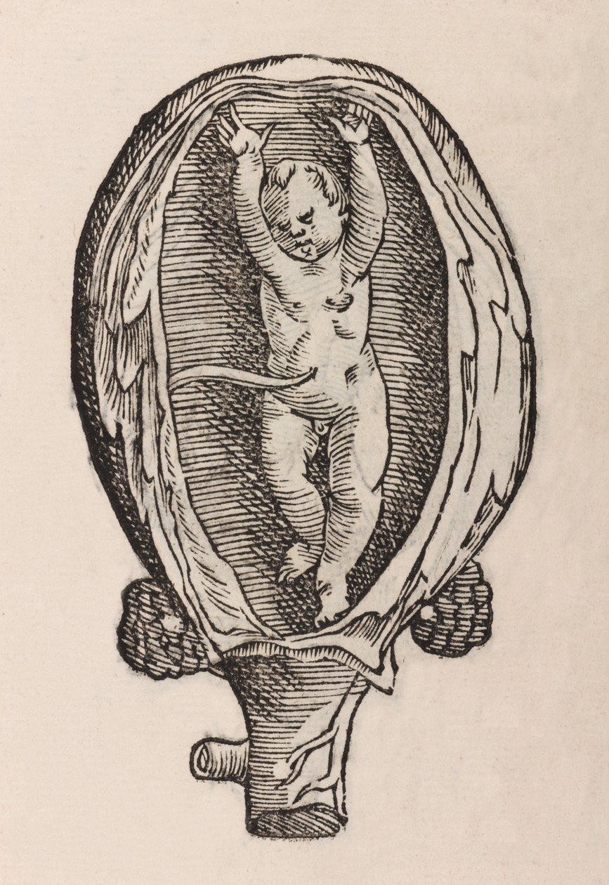 Partus non naturalis manibus funra canut porrectie da Unbekannt