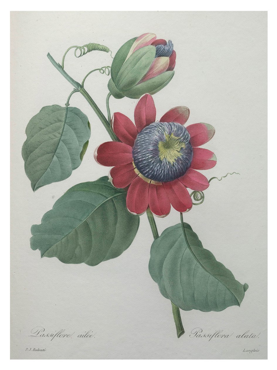 Fiore della passione da Unbekannt