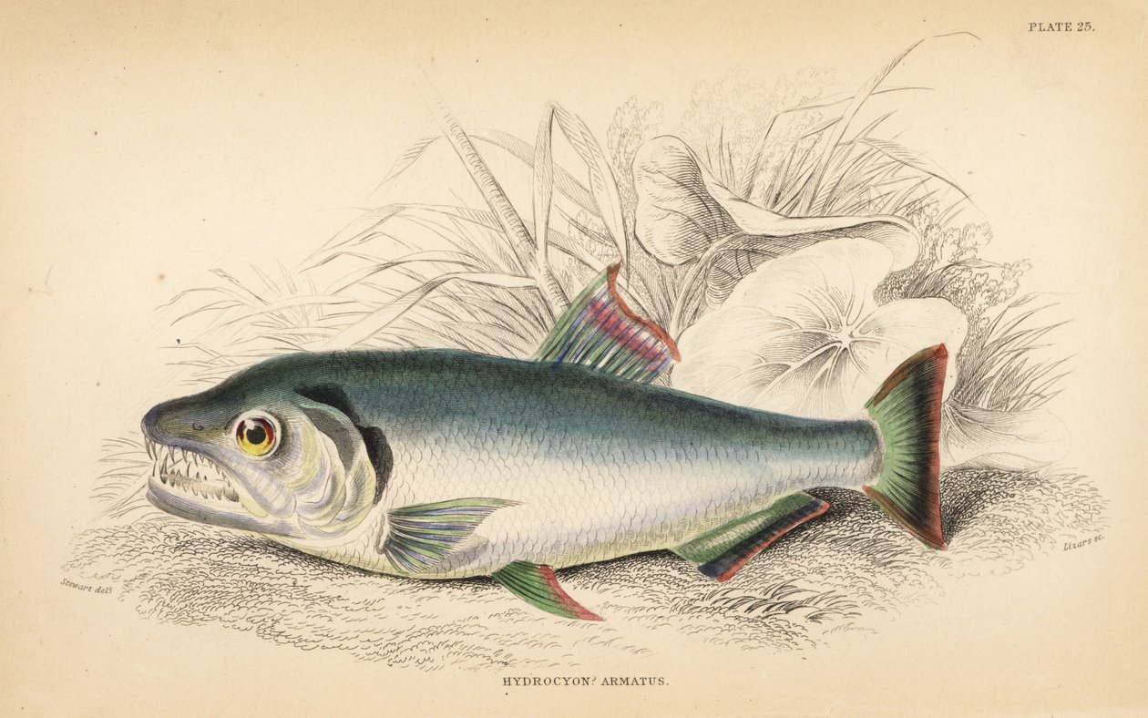 Payara, Hydrolycus armatus (incisione) da Unbekannter Künstler
