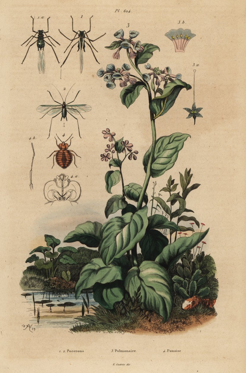Afide del pesco, Myzus persicae 1, afide della rosa, Macrosiphum rosae 2, campanule della Virginia, Mertensia pulmonarioides 3, e cimice dei letti, Cimex lectularius 4 da Unbekannt