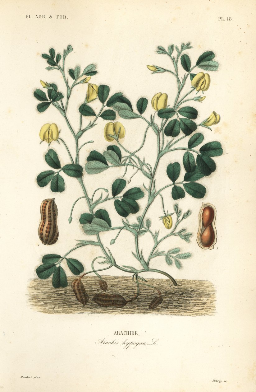 Arachide o nocciolina, Arachis hypogaea da Unbekannt