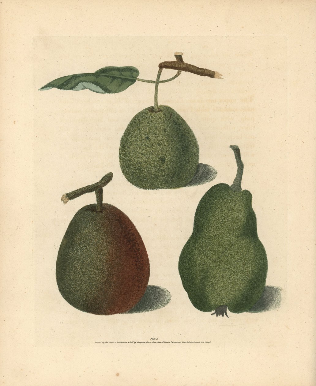 Varietà di pere, Pyrus communis: Cressan, Bergamotto di Gansell e Bon Chretien estivo. Incisione a mano colorata di George Brookshaw da Pomona Britannica, Londra, Longman, Hurst, ecc. da Unbekannter Künstler