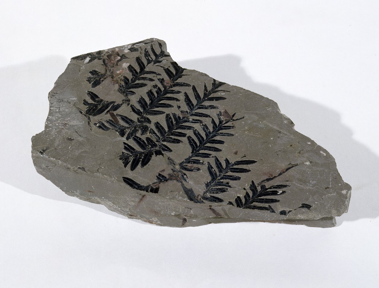 Pecopteris (Fronda di gimnosperma) trovata a Camerton, Somerset, periodo Carbonifero superiore da Unbekannt