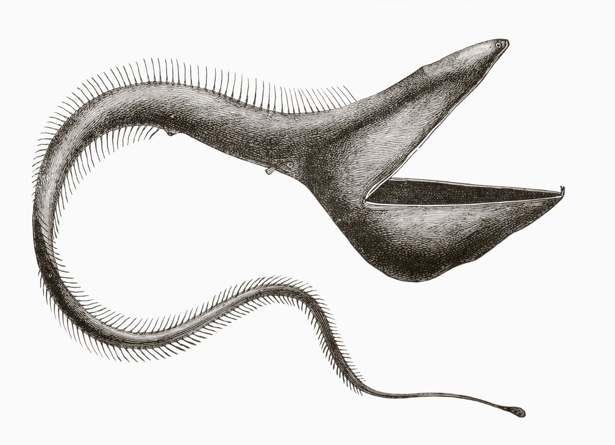 Anguilla pellicano o Eurypharynx pelecanoides, un pesce di acque profonde raramente visto dagli esseri umani, da 