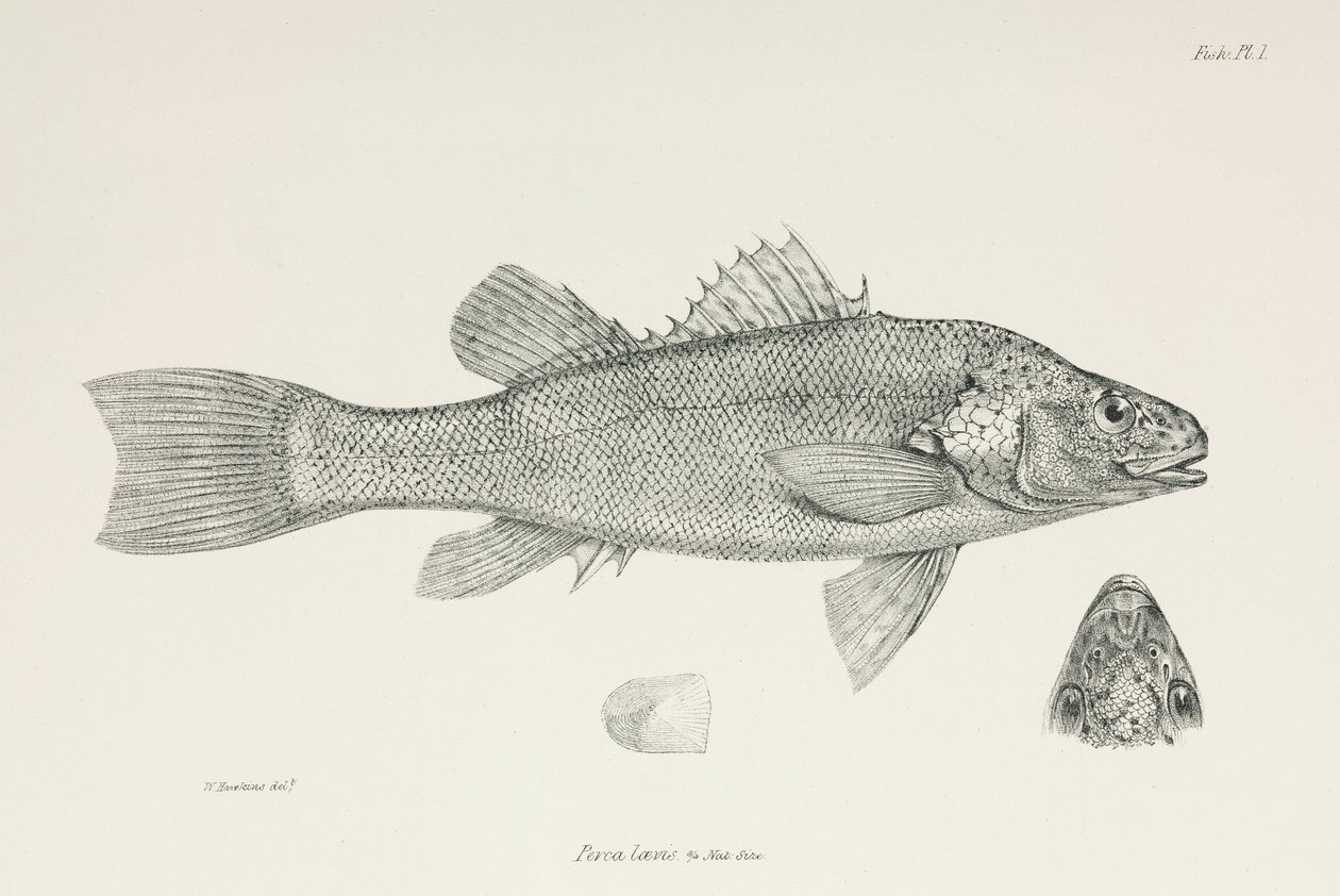 Persico, c 1832-1836 da Unbekannt