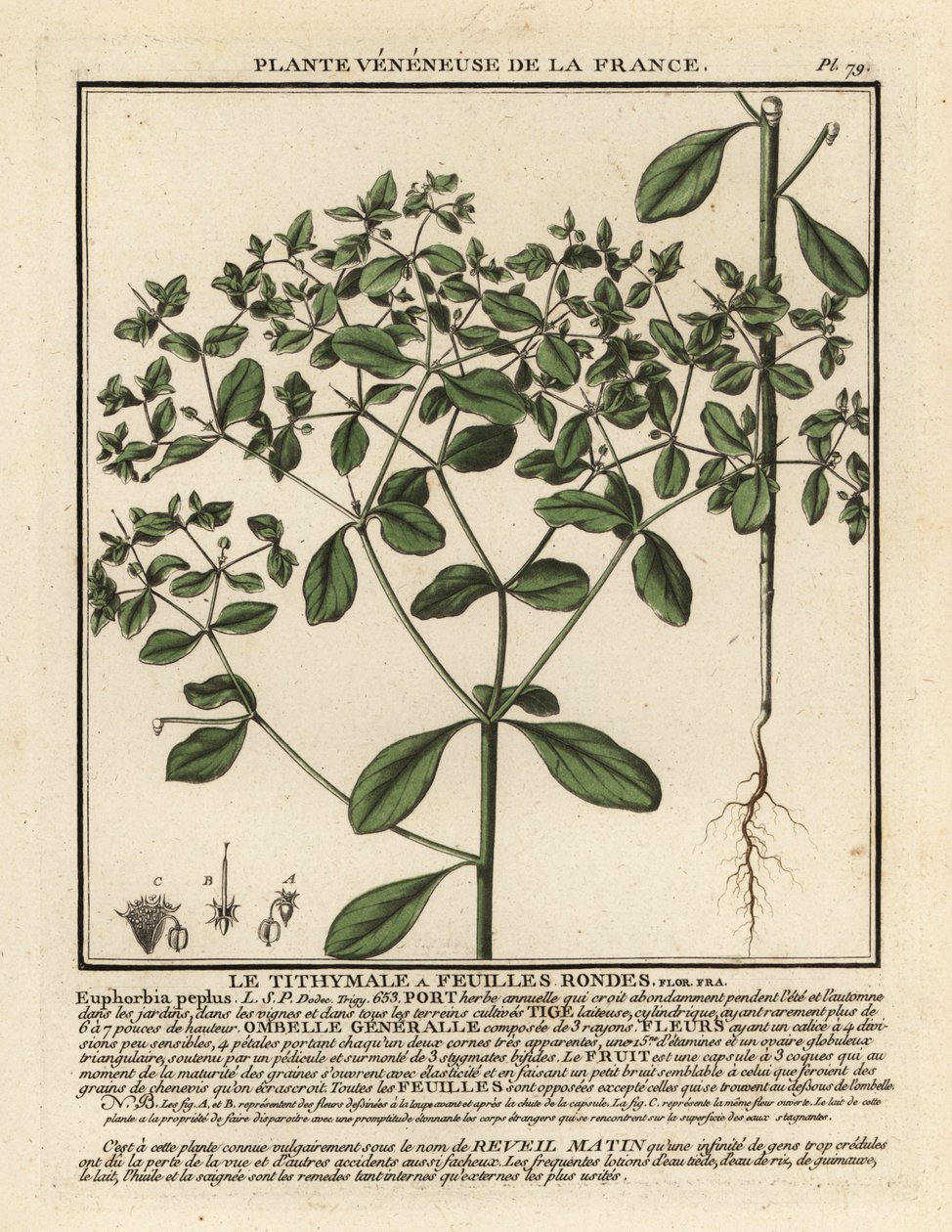 Euforbia minore, Euphorbia peplus da Unbekannter Künstler