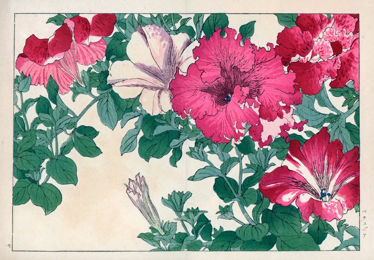 Varietà di petunie (rosa e bianco). Stampa xilografica a mano colorata da Seiyou Sokazufu (Album illustrato di piante e fiori occidentali: Estate), Unsodo, Kyoto da Unbekannter Künstler