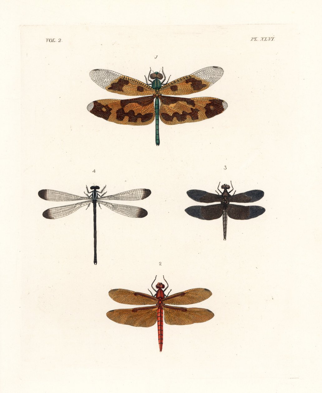 Libellula alata, Rhyothemis variegata, Neurothemis fulvia, Neurothemis tullia, e Palaemnema paulina da Unbekannter Künstler