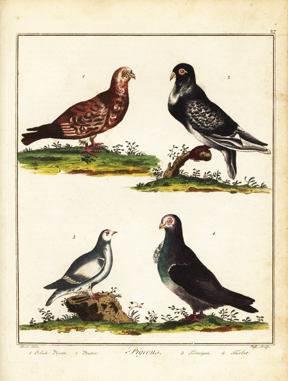 Piccioni: piccione polacco, gonfiatore, pernice bianca e turbit. 1792 (incisione) da Unbekannter Künstler