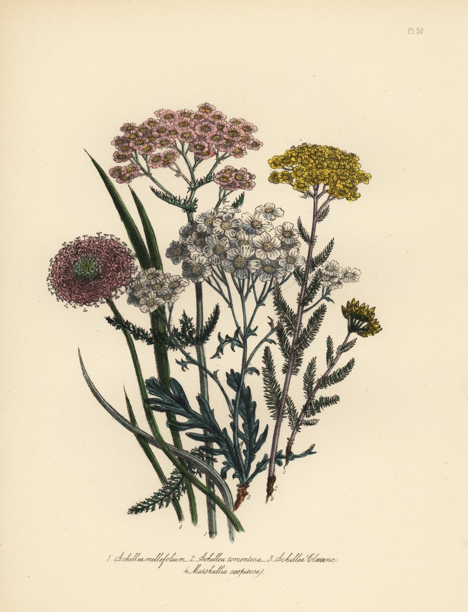 Achillea millefoglie a fiori rosa, Achillea tomentosa, Achillea clavenae, e Marshallia caespitosa da Unbekannter Künstler