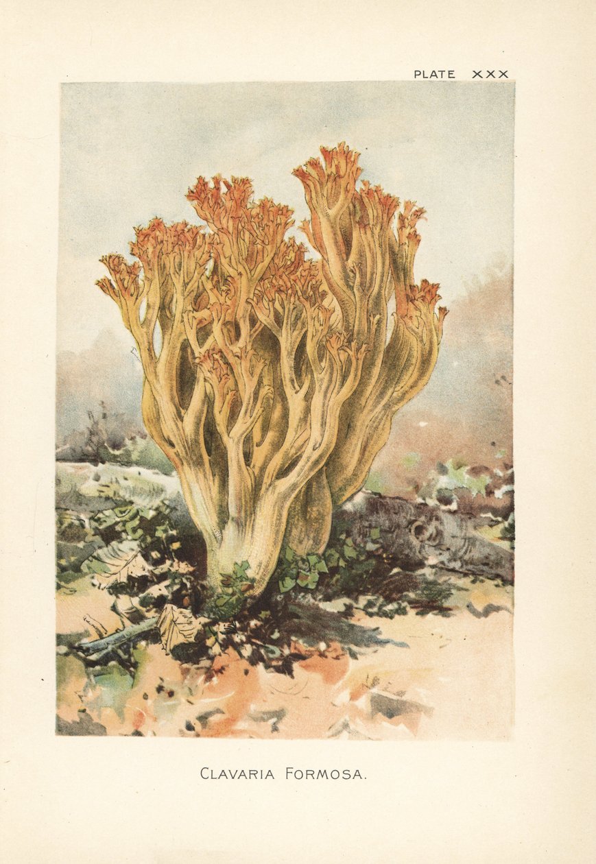 Fungo corallo rosa o clavaria bella, Ramaria formosa (Clavaria formosa). Cromolitografia da un