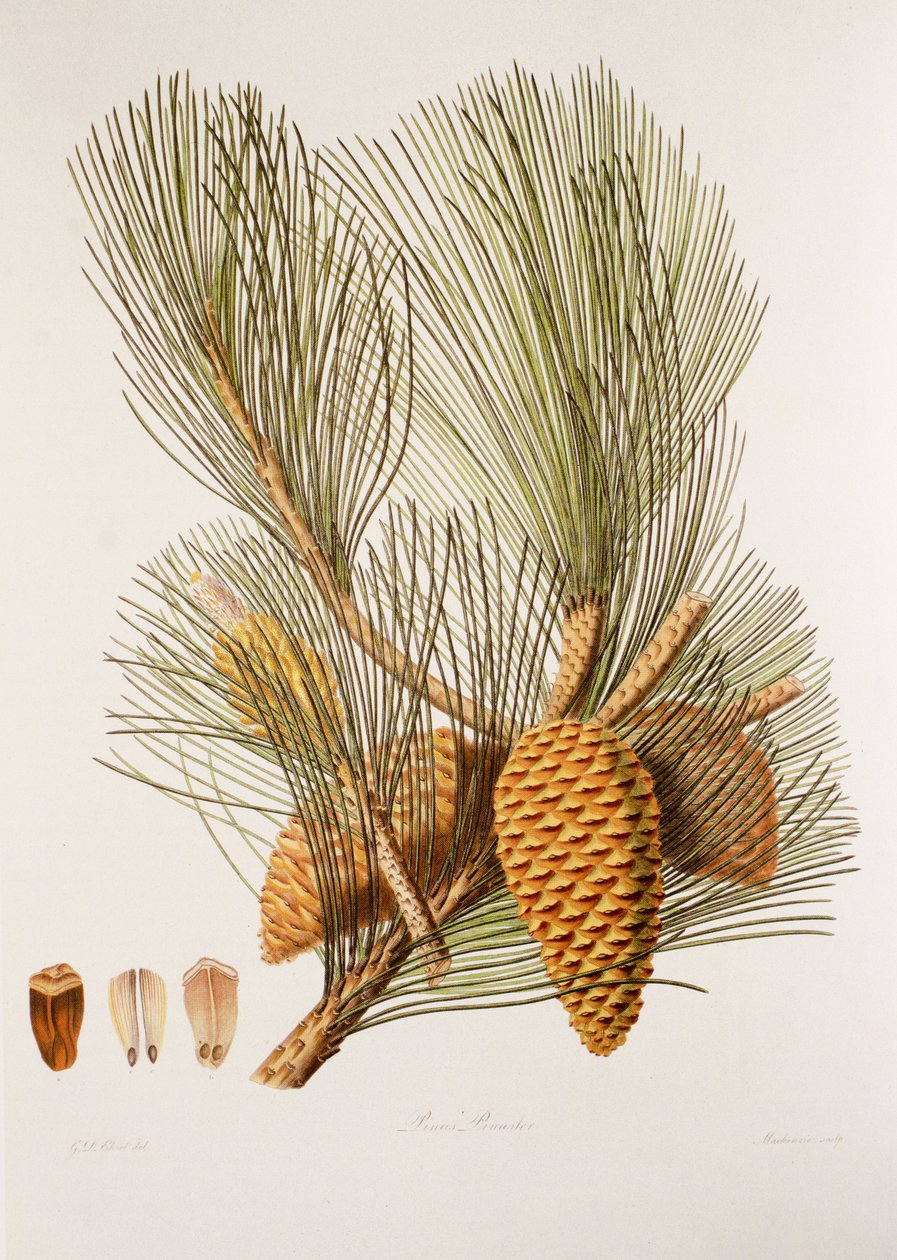 Pinus pinaster da Unbekannt