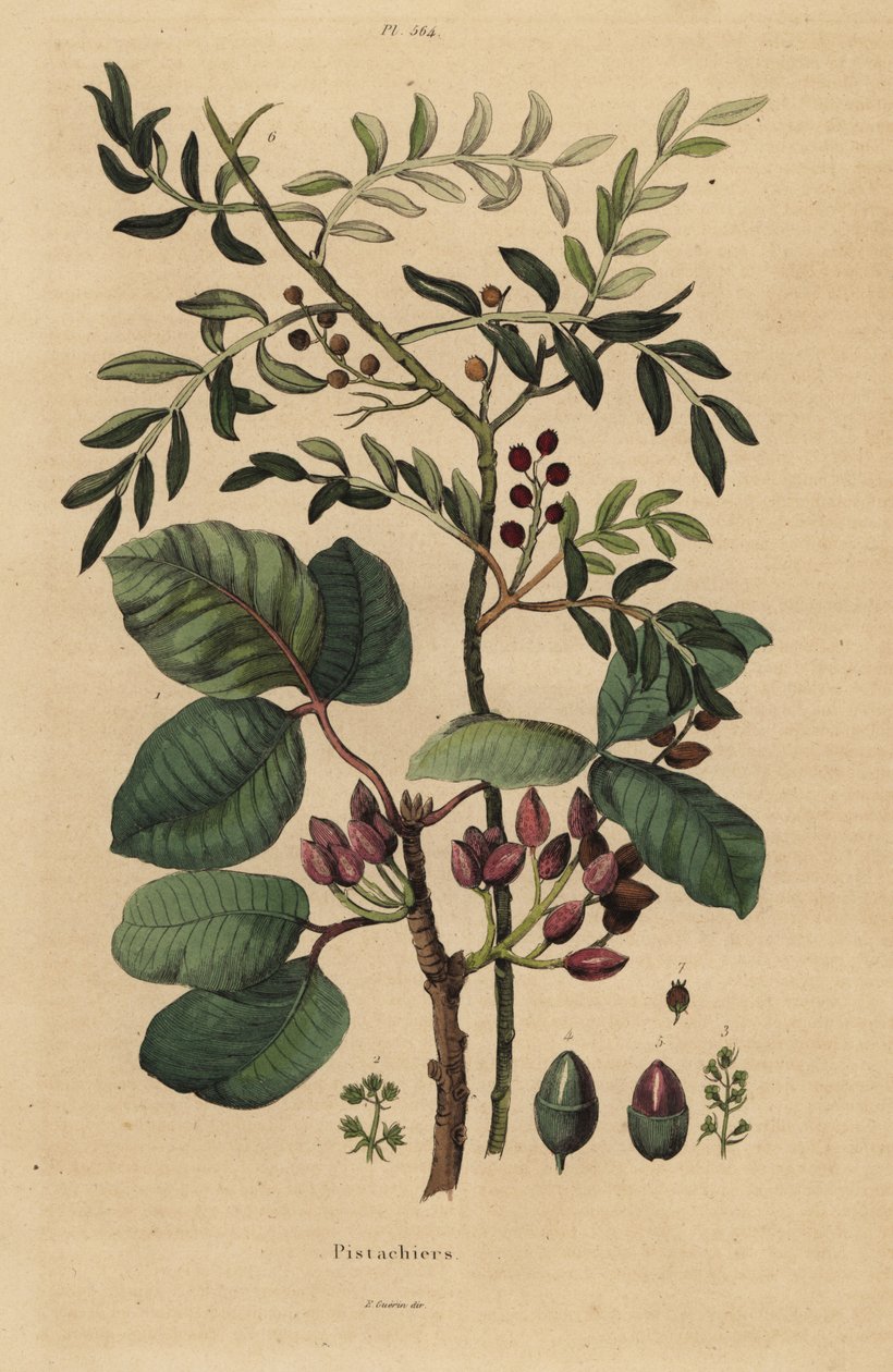 Albero di pistacchio, Pistacia vera da Unbekannt