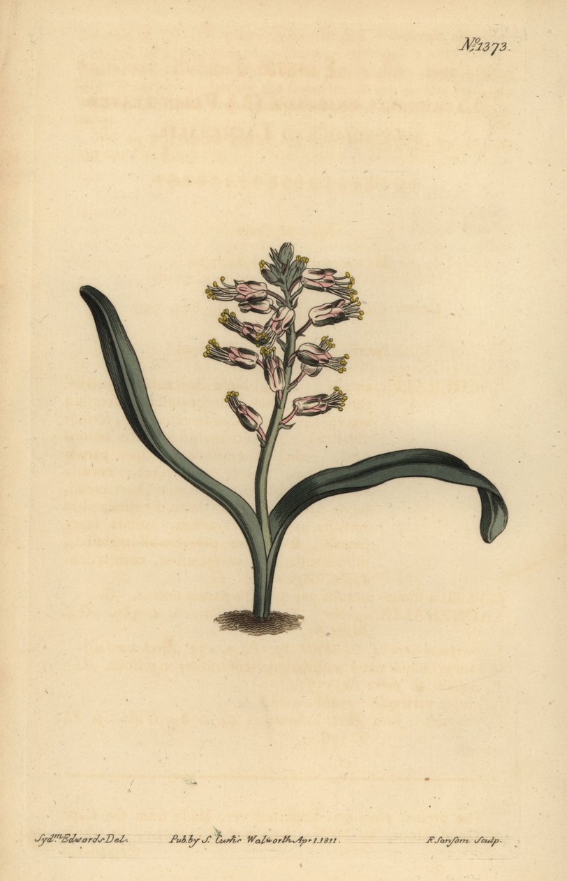 Lachenalia unicolor da Unbekannt