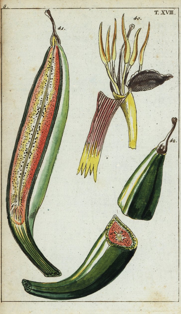 Platani, Musa x paradisiaca da Unbekannter Künstler