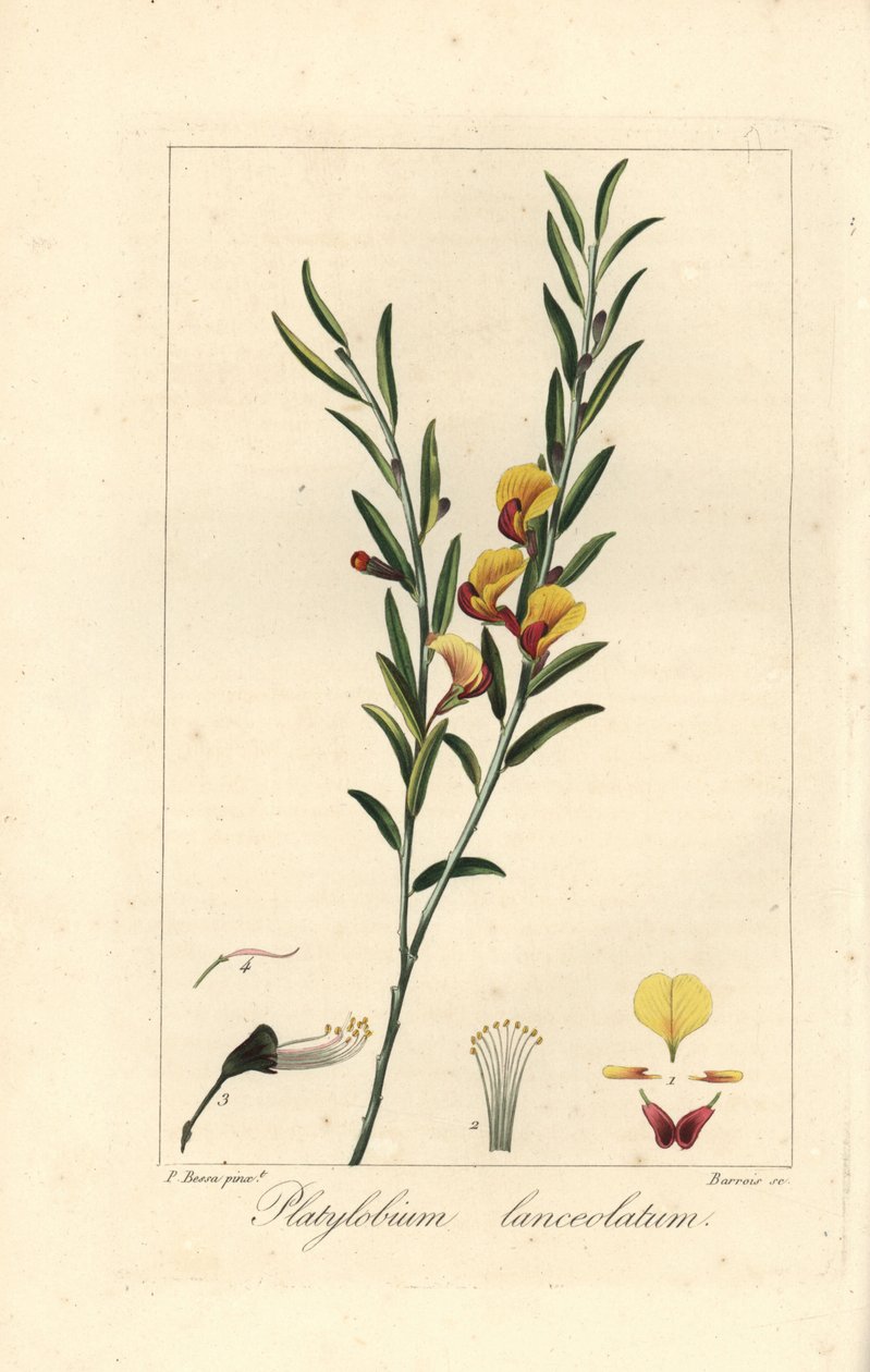 Platylobium lanceolatum, nativo dell