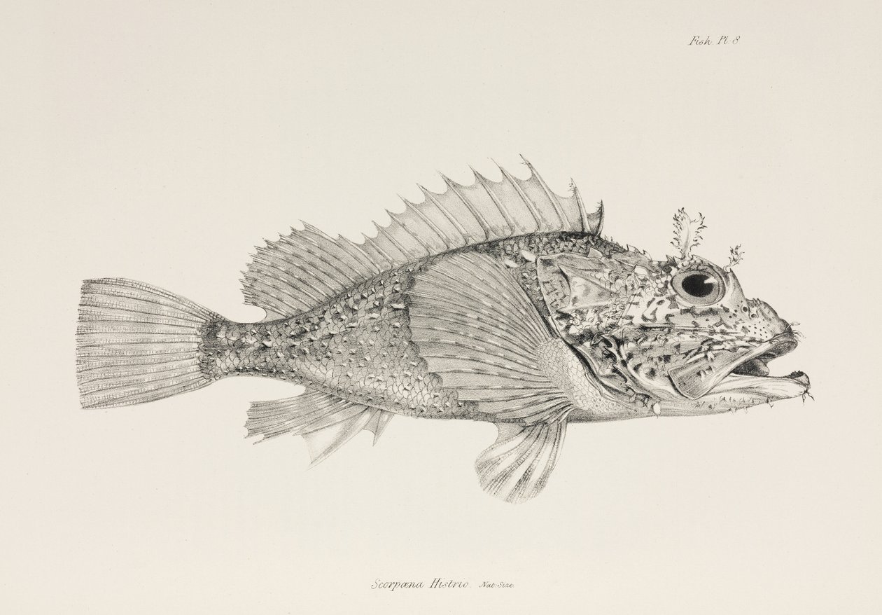 Pesce scorpione, c. 1832-1836 da Unbekannter Künstler