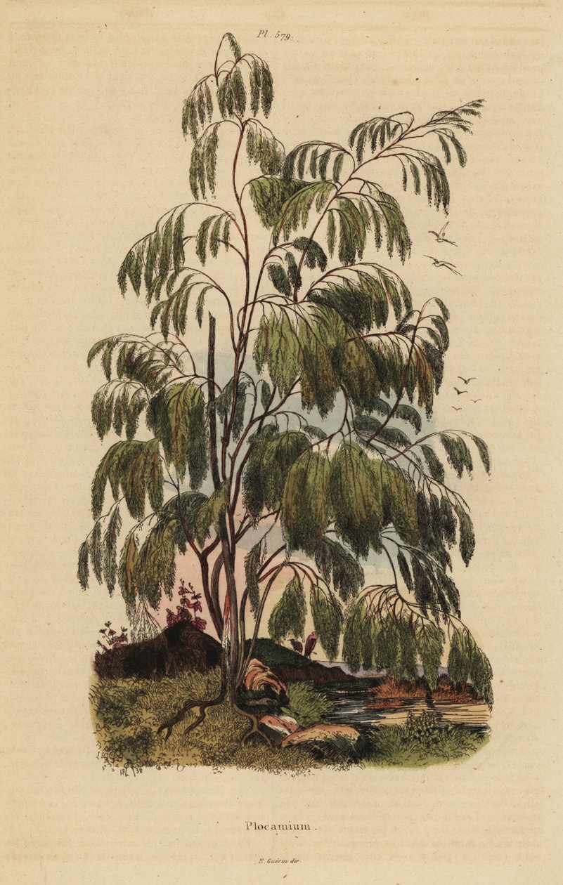 Arbusto Plocama pendula da Unbekannt