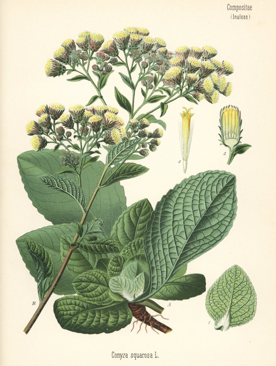 Inula conyza, Chromolitografia da un