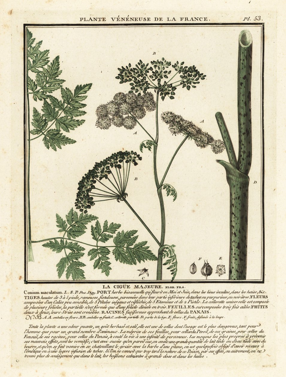 Cicuta maggiore, Conium maculatum da Unbekannter Künstler