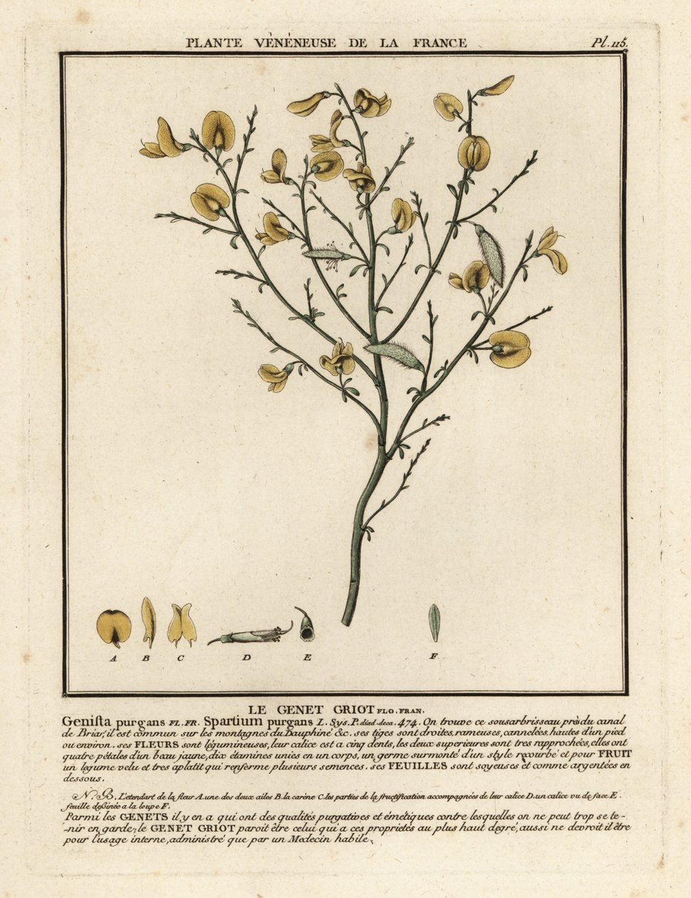 Ginestra purgante, Cytisus purgans da Unbekannter Künstler
