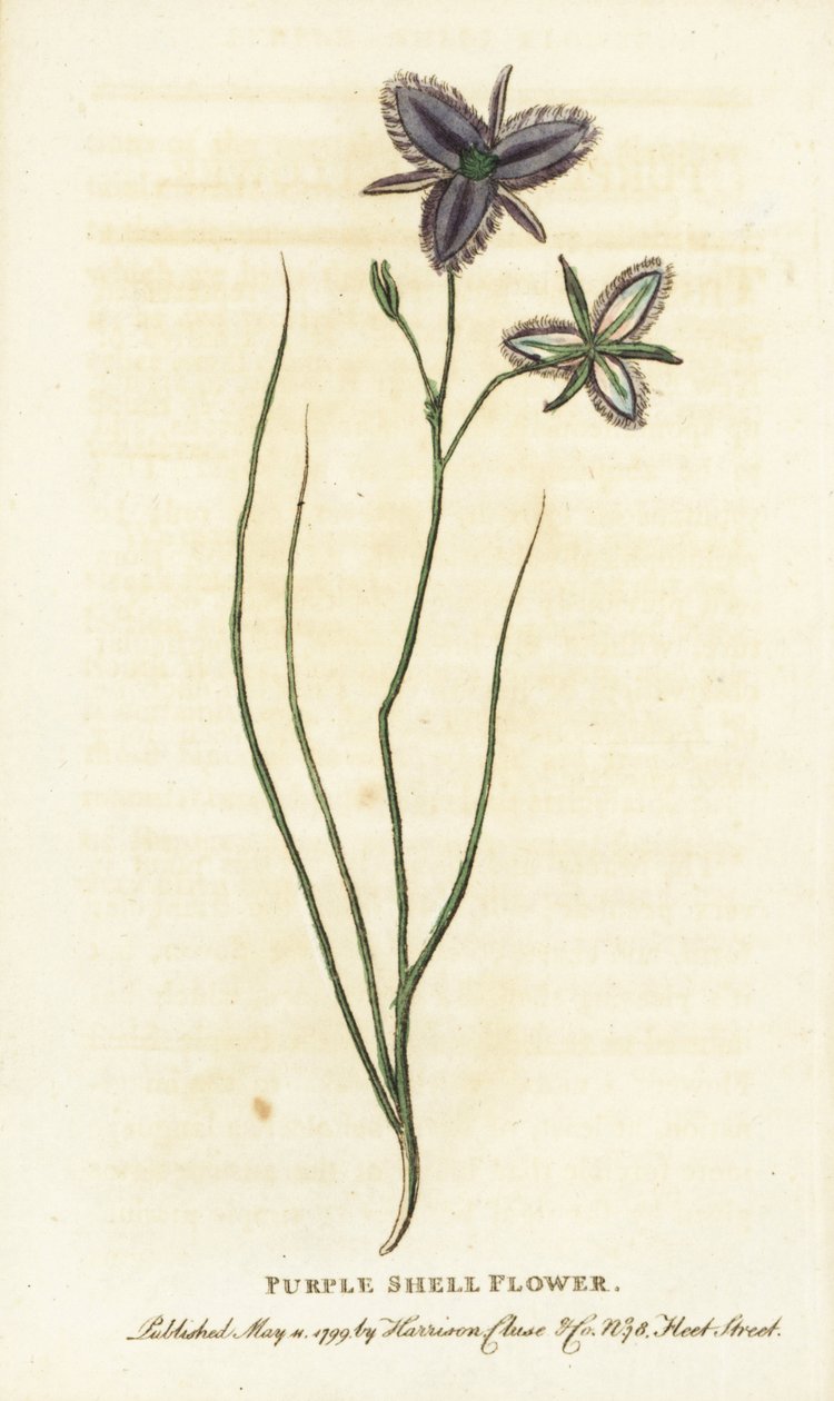 Fiore di conchiglia viola del Nuovo Galles del Sud, Australia da Unbekannter Künstler