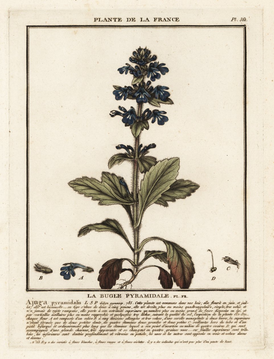 Bugola piramidale, Ajuga pyramidalis da Unbekannter Künstler