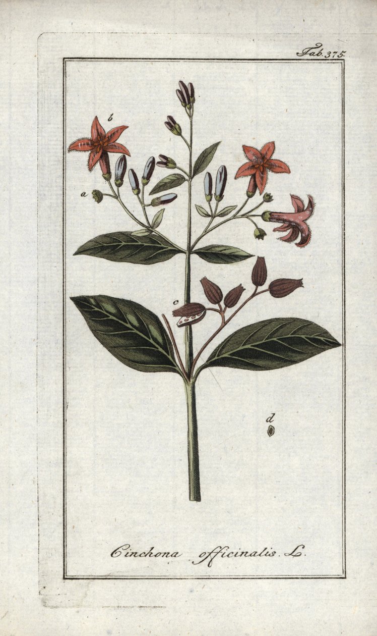 Chincona (Cinchona officinalis) da Unbekannter Künstler