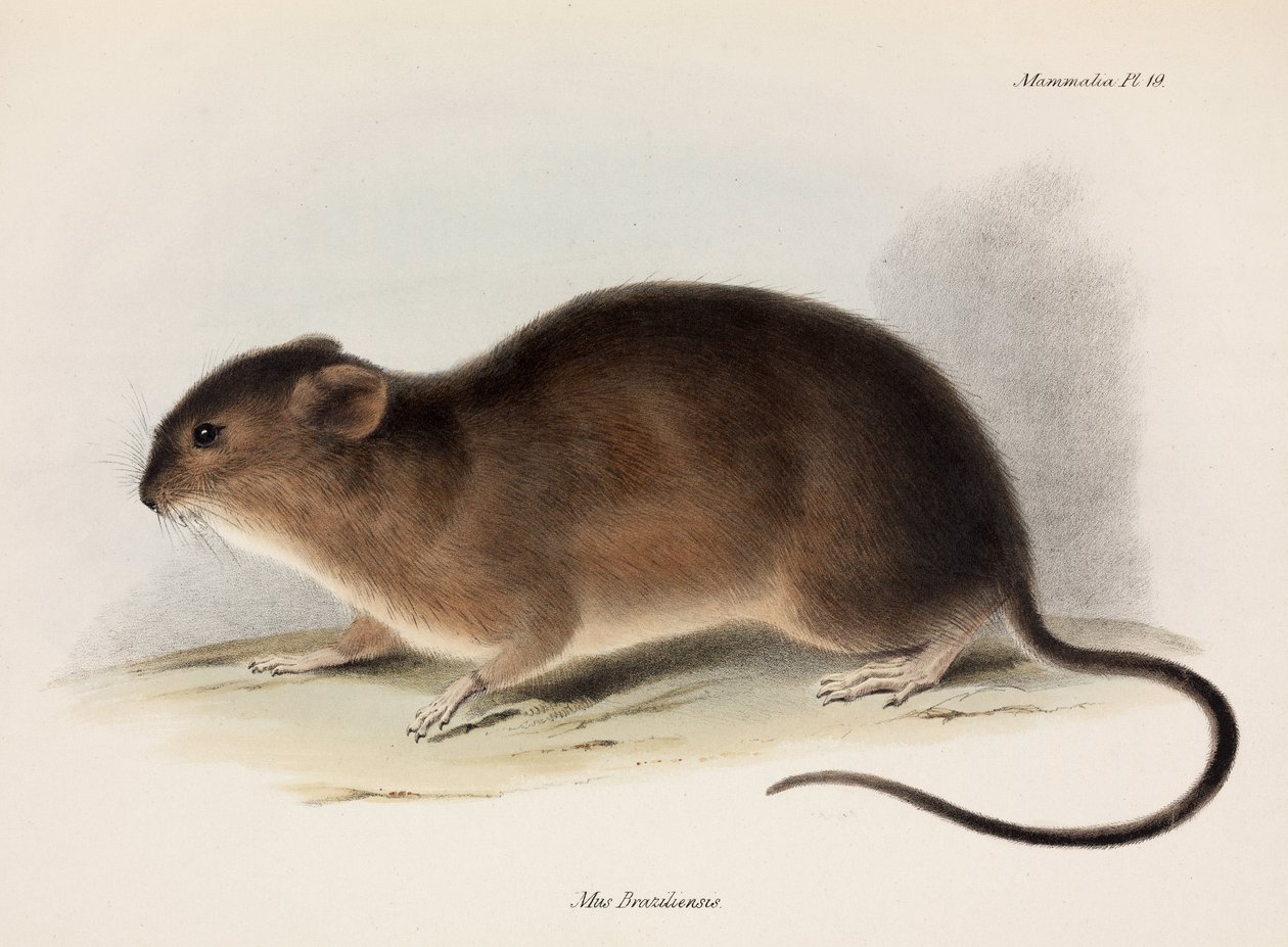 Ratto, Sud America, c. 1832-1836 da Unbekannt