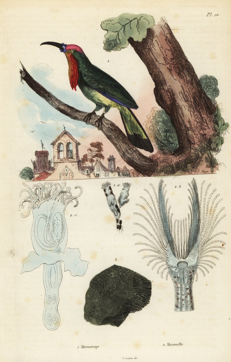 Gruccione barbuto rosso, Nyctyornis amictus, e briozoo fungoide, Plumatella fungosa da Unbekannt