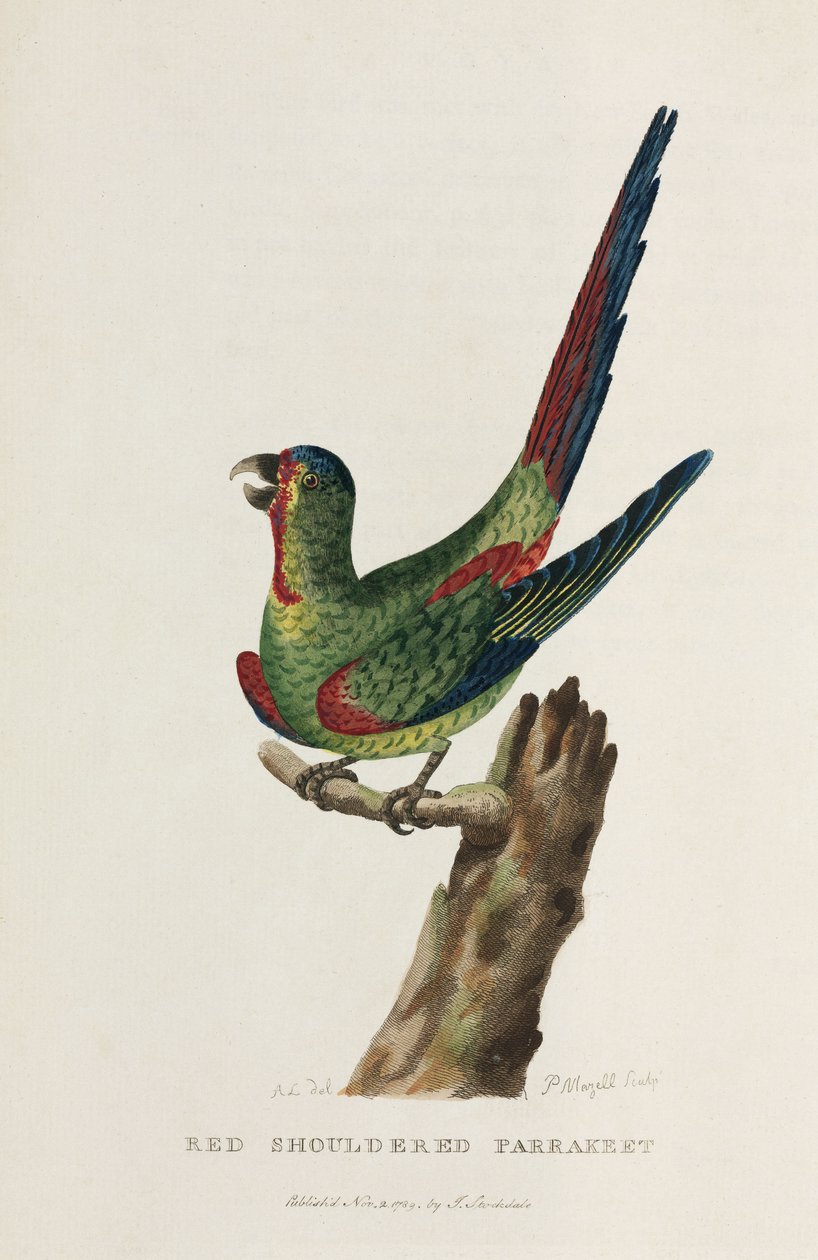 Pappagallo dalle spalle rosse, Australia, c 1788 da Unbekannter Künstler