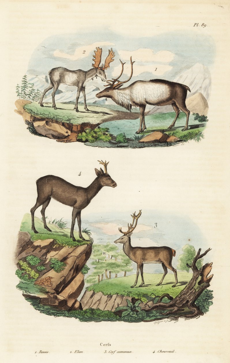 Renna, Rangifer tarandus 1, alce, Alces alces 2, cervo rosso, Cervus elaphus 3, e capriolo europeo, Capreolus capreolus 4 da Unbekannt
