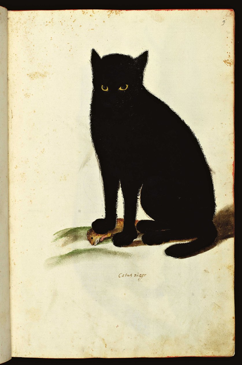 Rappresentazione di un gatto nero. Carta illustrata di un manoscritto di Storia Naturale sugli Animali, Fonds Ulisse Aldrovandi, Biblioteca Universitaria, ed. 1603 da Unbekannter Künstler
