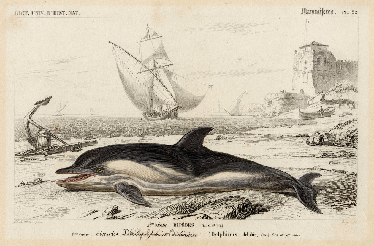 Rappresentazione di un delfino in "Dictionnaire Universale d
